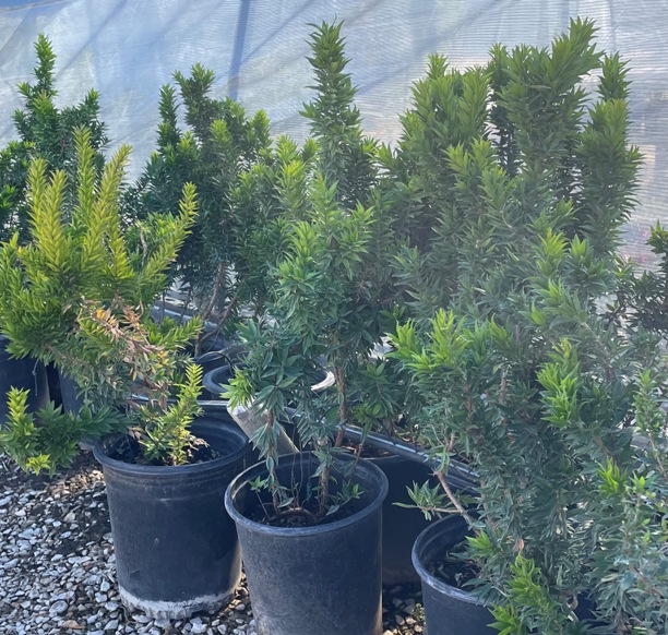 Tucson Drought Tolerant Plants and Shrubs